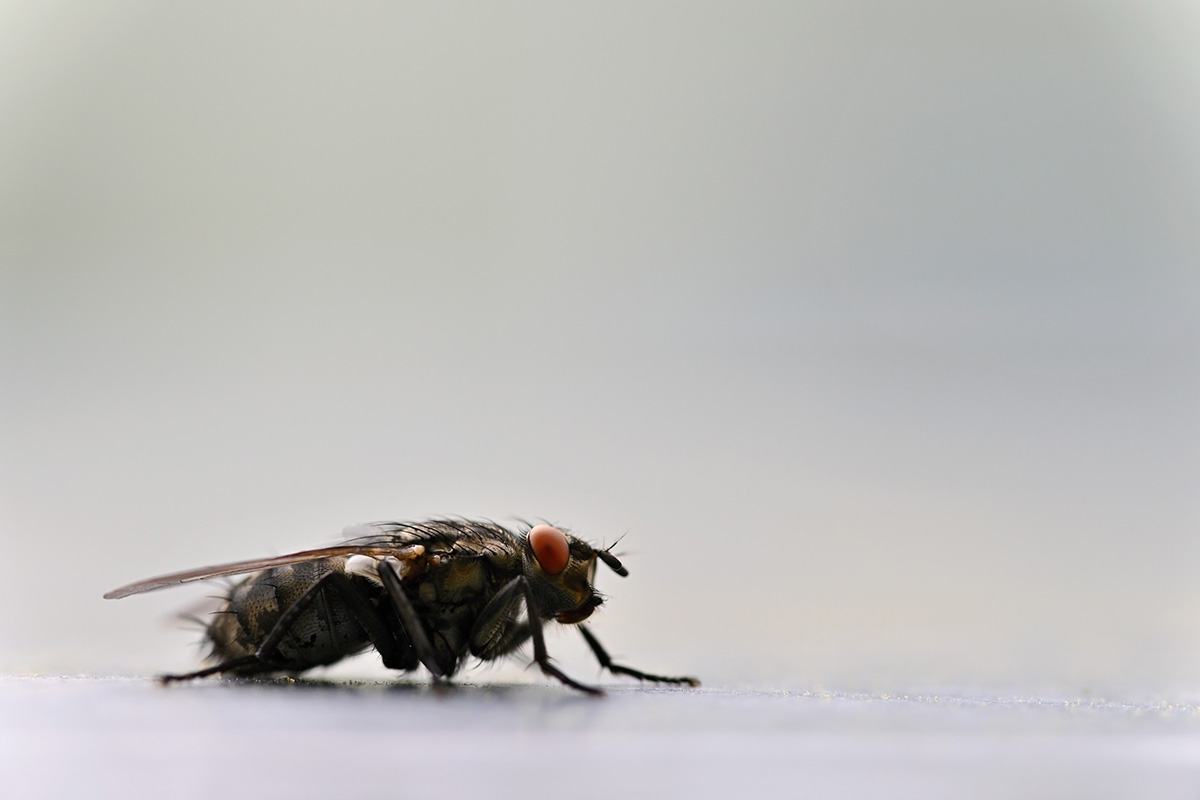 why-are-there-flies-in-my-basement-renovate-central