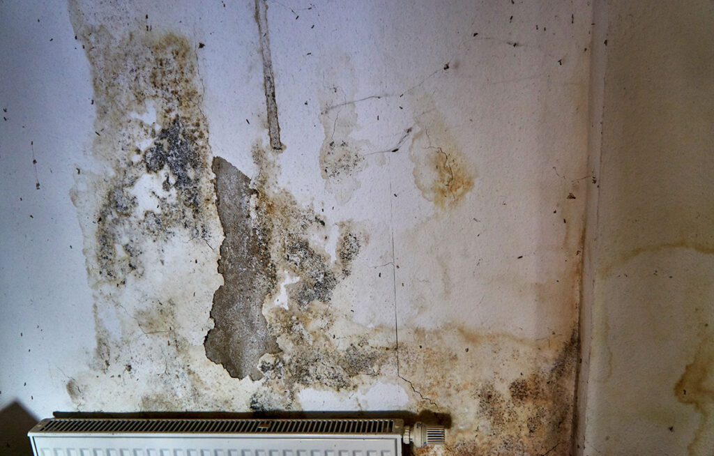 What Happens If You Live In A House With Mold? Is It Unsafe?