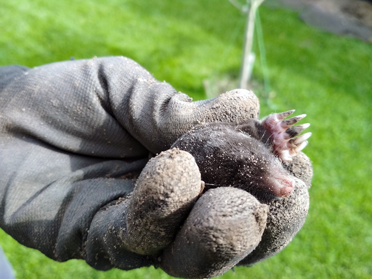 little-mold-caught A little mole - captured!