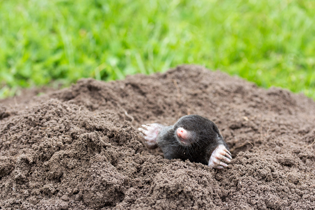 mold-coming-out-of-the-groubd Mole coming out from its hole